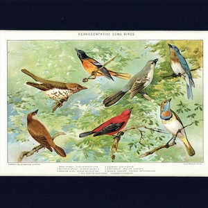 Può includere: Un'illustrazione di dieci diversi uccelli canori, tra cui un tordo di legno, un oriolo di Baltimora, un usignolo e un uccello blu macchiato di rosso. Gli uccelli sono raffigurati in uno stile colorato e dettagliato, appollaiati su rami in un ambiente boschivo frondoso. L'immagine è intitolata "Representative Song Birds".