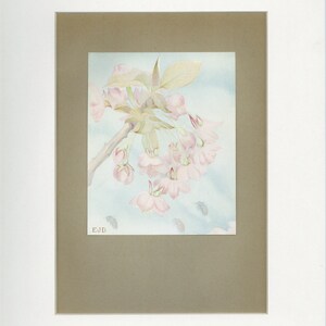 1912 Cherry Blossom Antique Bee and Flower Print