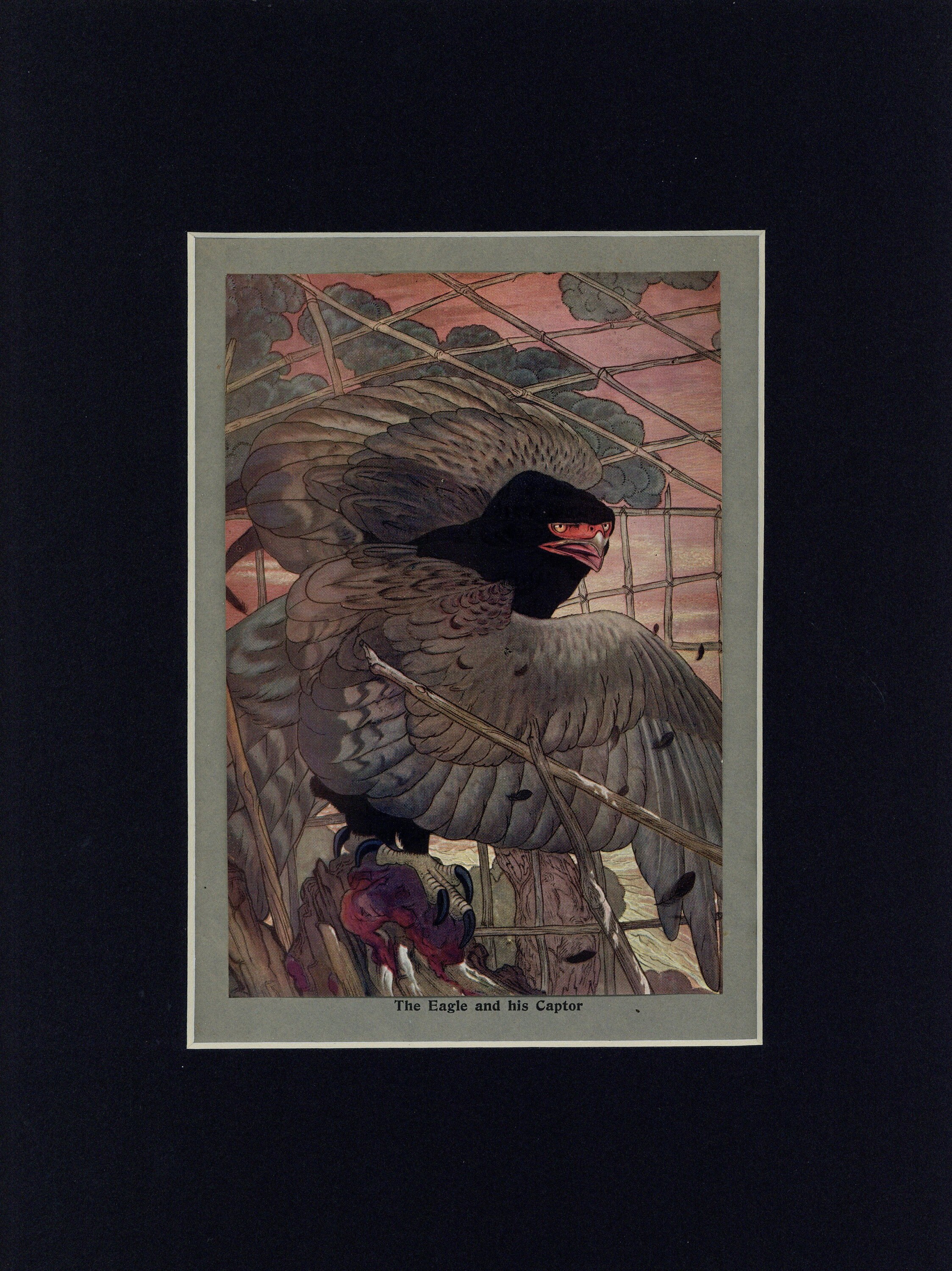 Antique Circa 1909 Aesop Print of the Eagle and His Captor