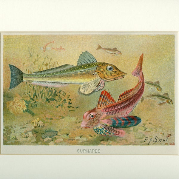 1904 Sea Gurnard Fish Natural History Nautical Animal Antique Print