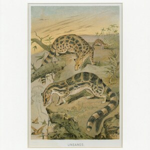 May include: A vintage illustration of two Linsangs, a type of mammal, in a jungle setting. The Linsangs are depicted in a light brown and black color scheme, with spotted patterns. The illustration is set against a backdrop of green foliage and a light blue sky.