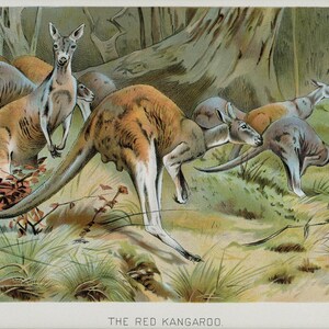 1902 Impression Antique d'Animal Sauvage d'Histoire Naturelle de Kangourou Rouge image 2