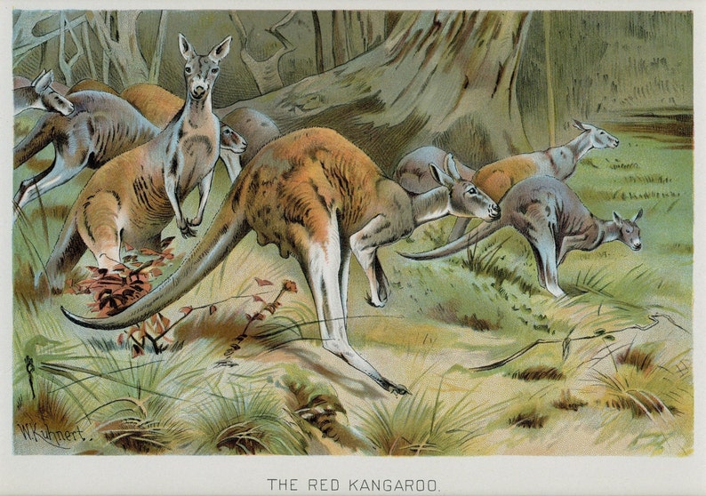 1902 Impression Antique d'Animal Sauvage d'Histoire Naturelle de Kangourou Rouge image 2