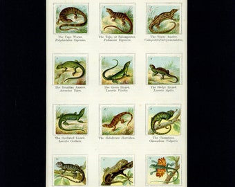 Antique 1900 Natural History Scaly Lizards Chirldren's Sticker Album Print