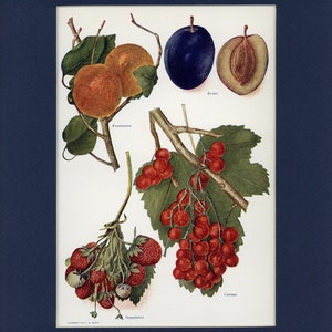 Natural History 1911 Antique Fruit Print - Persimmon, Prune, Currant, Strawberry