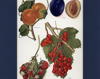 Natural History 1911 Antique Fruit Print - Persimmon, Prune, Currant, Strawberry