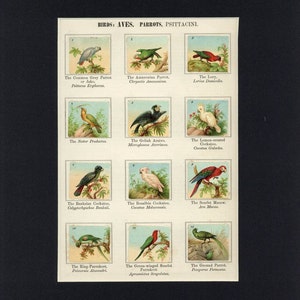 Natural History 1900 Antique Print of Birds - Parrots