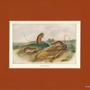 Antique 1900 Natural History Wild Animal Jumping Mouse Print