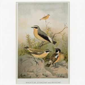 May include: A vintage illustration of three birds, a Wheatear, a Stonechat, and a Whinchat, perched on rocks and branches. The birds are depicted in a realistic style with detailed feathers and markings. The illustration is signed "J. Smit" and includes the caption "WHEATEAR, STONECHET AND WHINCHAT."