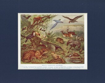 South American Antique Wild Bird Animal Print 1911