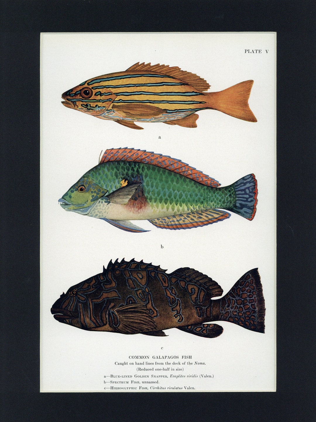 Fish 1925 Common Galapagoes Fish Vintage 1925 Print From Galapagos World's End ...