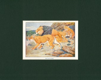 Lion and Lioness - circa 1900's Natural History Print