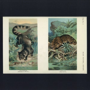 Cacomixle and Jaguar 1907 Anitque Natural History Book Print image 1