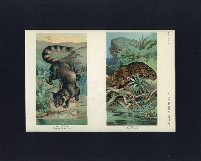 Cacomixle and Jaguar 1907 Anitque Natural History Book Print image 1