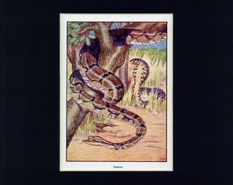 Snakes Wild Animal Natural History Antique Book Illustration circa 1900's