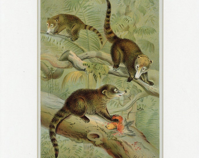 1904 White-nosed Coati Wild Animal Natural History Antique Print - Etsy