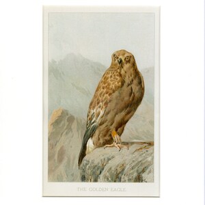 1910 Antique Golden Eagle Natural History Print