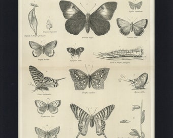 1884 Antique Butterflies & Moth Illustrated Book Print