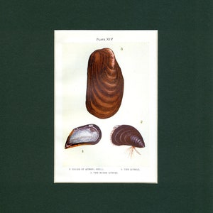 Mussel & Horse Mussel Sea Shells - circa 1910 Marine Antique Print