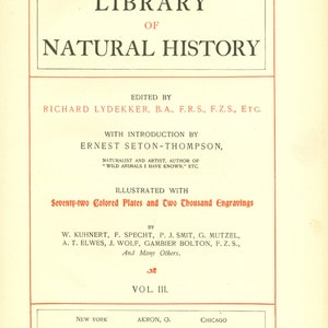 1902 Impression Antique d'Animal Sauvage d'Histoire Naturelle de Kangourou Rouge image 3