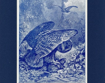 1902 Screech Owl Natural History Antique Illustration