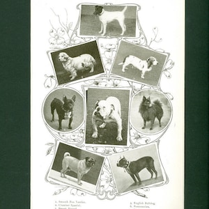 1907 Antique Dog Breeds I - Print