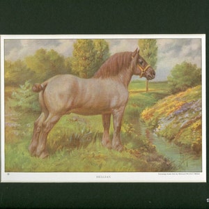 1923 Vintage Beligan Work Horse Farm Animal Print