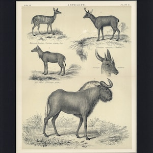 Puede incluir: Una ilustración vintage en blanco y negro de varias especies de antílopes. La imagen incluye el antílope arnesado, el chamois, el Nyl tihau y el ñu. La imagen está etiquetada con los nombres científicos de cada especie.