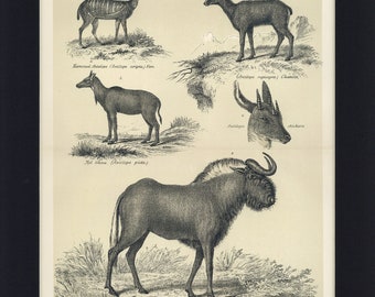 1884 Antique Natural History Wild Animal Antelope Print