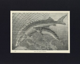 1904 Natural History Giant and Common Sturgeon Antique Illustration