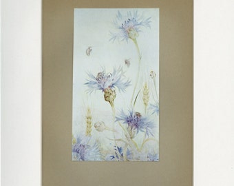 1912 Cornflowers Antique Bee and Flower Print