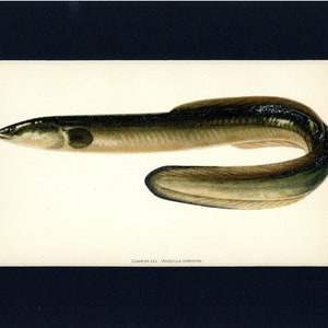 Illustrazione di un pesce anguilla comune, antica marina, del 1905, di storia naturale