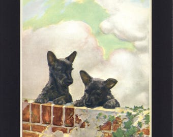 Two Scttish Terrier Puppies 1931 Vintage Print from The Dog Book, Illustrated by Diana Thorne