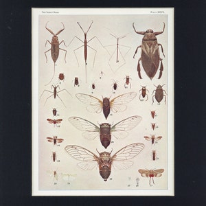 Op de afbeelding: Een geïllustreerde gids voor insecten, met verschillende soorten cicaden, waterwantsen en andere insecten. De afbeelding bevat gedetailleerde tekeningen van elk insect, genummerd.