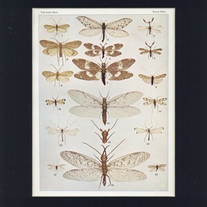 1903 Antike Neuropteroid Entomologie Fluginsektendruck