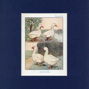 Pode incluir: Uma ilustração de um pato e uma pata, e um ganso e uma gansa. A imagem é de um livro intitulado "Pato e Pata, Ganso e Gansa".