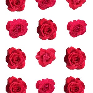 Zwölf rote Rosen druckbare Aufkleber digitaler Download