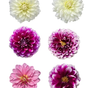 Dahlien druckbare Aufkleber digitaler Download 12 Blumen Scrapbooking