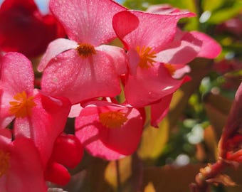 Beautiful Flower Photography, Florals, Digital Download