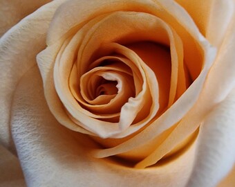 Beautiful Flowers, Photography, Roses, Floral, Digital Download