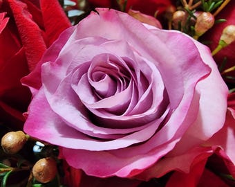 Beautiful Floral Photography, Digital Download