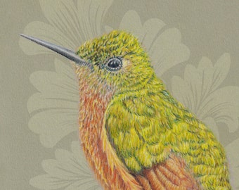 Hummingbird on Grey Green. 8&quot; x 10&quot; original coloured pencil drawing. Giclée prints also available.