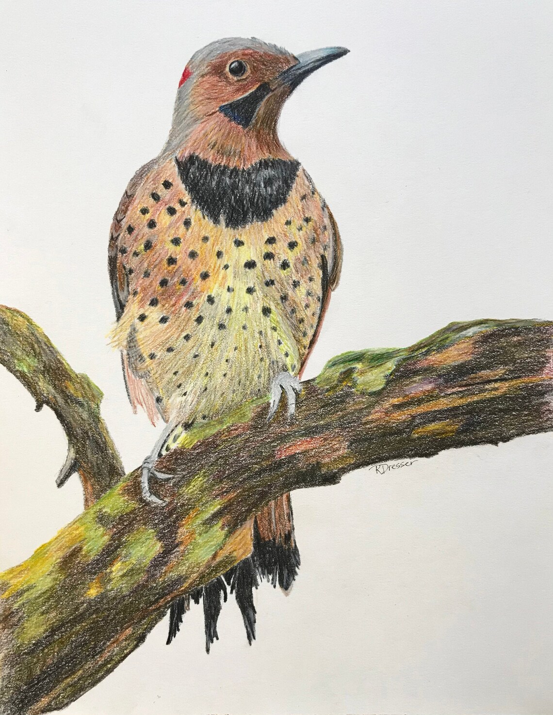Northern Flicker Colored Pencil Drawing Bird Portrait Art in | Etsy