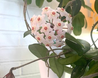 Rooted Hoya Carnosa Plant Cutting, Wax Flower