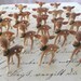 Itty Bitty Reindeer