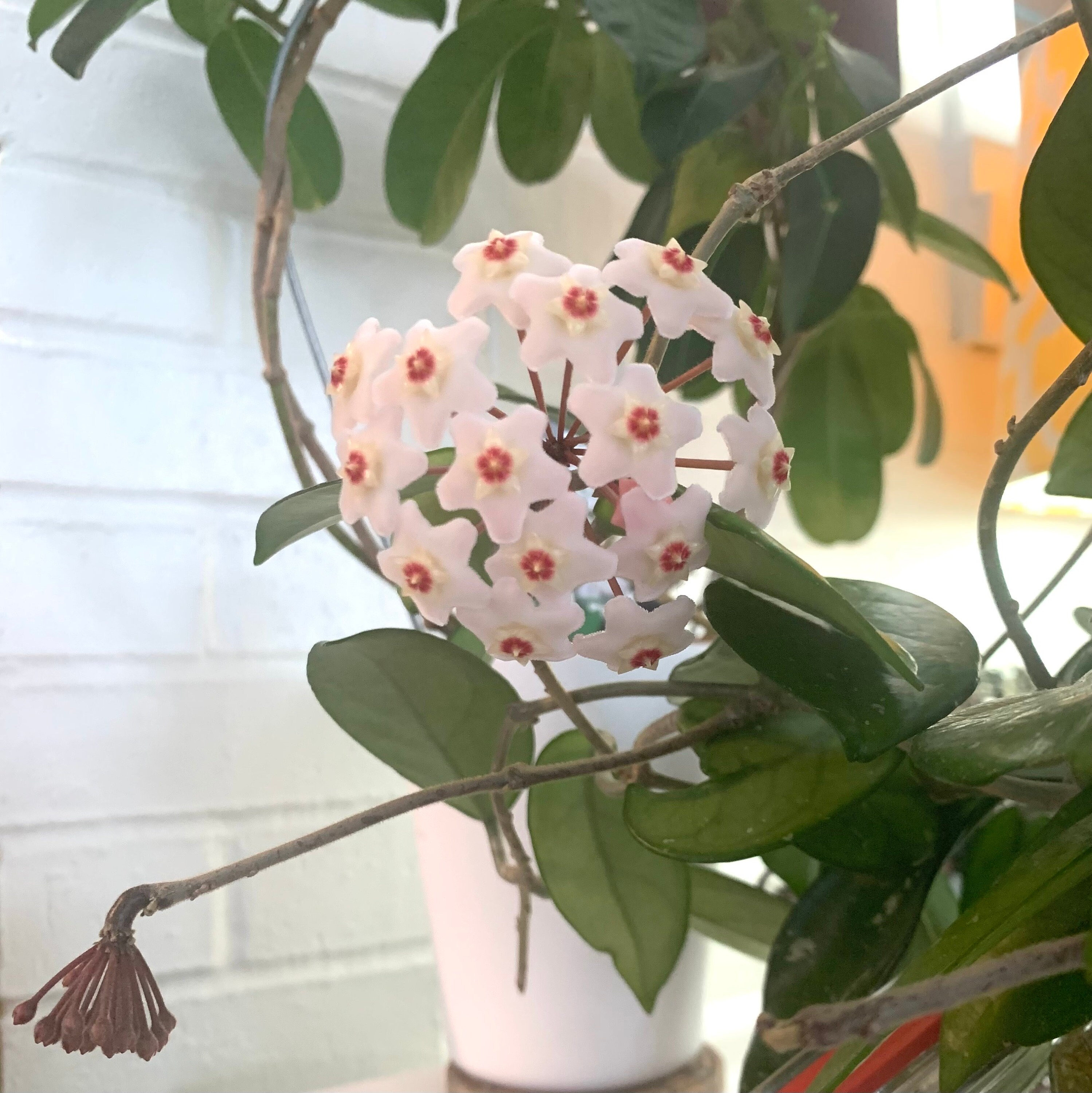 Free Shipping, Hoya Carnosa Rooted 2 Leaf Plant Cutting, Wax Flower