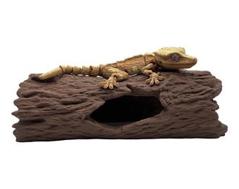 Beweglicher Kronengecko – Der König der Baumkronen