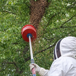 Puede incluir: Un apicultor con un traje protector blanco utiliza un cubo rojo sujeto a un poste largo para recolectar un enjambre de abejas de una rama de árbol. Las abejas están agrupadas, formando una gran masa.