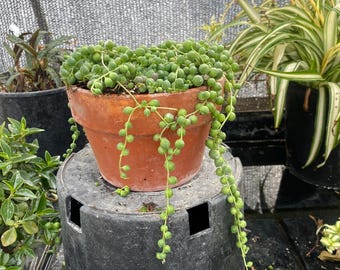 String of Pearls