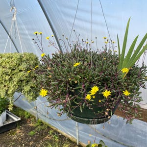 May include: A hanging planter filled with a succulent plant with small, bright yellow flowers and purple stems. The plant is hanging in a greenhouse setting.